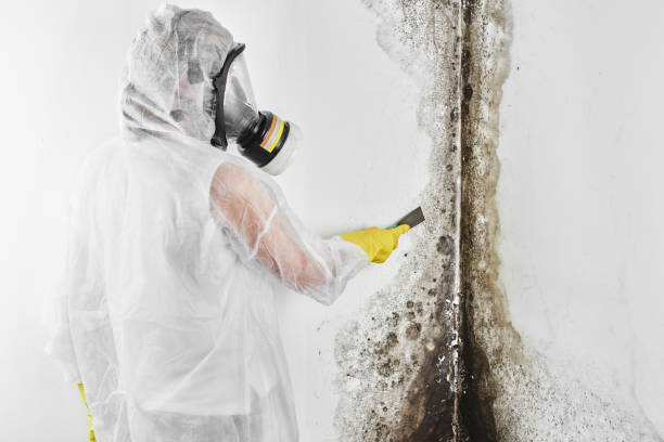 Best Mold Remediation for Schools in Eureka, MT