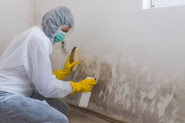 Professional Mold Remediation in Eureka, MT