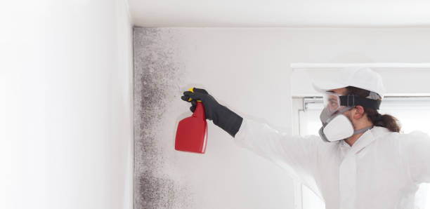 Best Commercial Mold Remediation in Eureka, MT