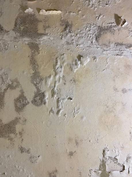 Best Mold Remediation for Specific Building Types in Eureka, MT