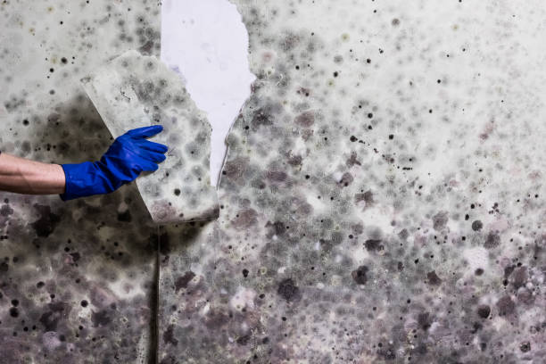 Best Bathroom Mold Remediation in Eureka, MT