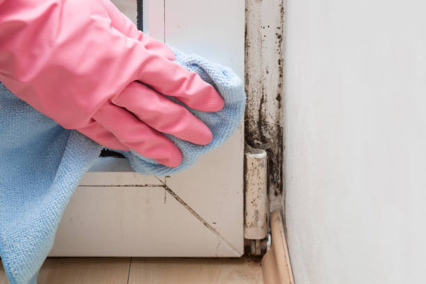 Best HVAC Mold Remediation in Eureka, MT